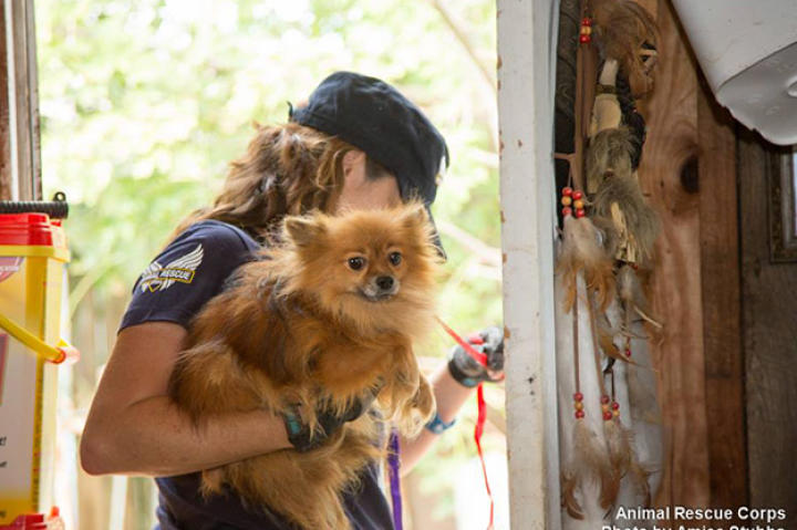 This case began when ARC received a tip concerning the alleged abuse of the dogs. Documentation brought by ARC to Wayne County Animal Control revealed several violations of county and state cruelty codes. ...