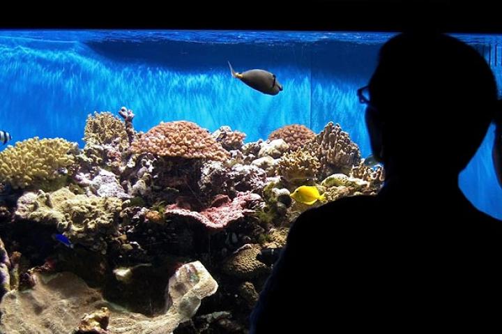Aquariums welcome a part of nature into our homes that we may never otherwise see. Shaping these sunken communes, though, can come with a hefty price tag. After spending a fair bit of money on a tank, lighting, filtrations and corals, you're still missing the best part — the fish!
While all you may need is an imagination to concoct a fish tank, there is a lot to consider when it comes to a fish's value and compatibility with your tank's other aquatic life. Saltwater fish tend to be more expensive than freshwater fish because of their beauty, size and the risk involved in catching them. While a Yellow Tang would certainly brighten up any tank, an Orange Tail Fiji Puffer is half the price and more interactive. "Puffers have more personality than most other fish," said Brett Raymer, starring in Animal Planet's new show Tanked. "They know their owners and they are like puppies when it's time to eat."
Fish are amazing and unique pets. If you are looking to start a tank, here's a list of fish for every budget.