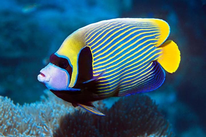 Angelfish