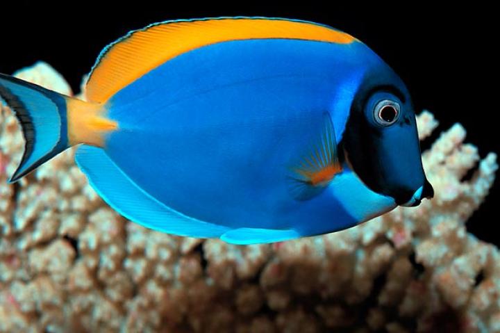 Tangs