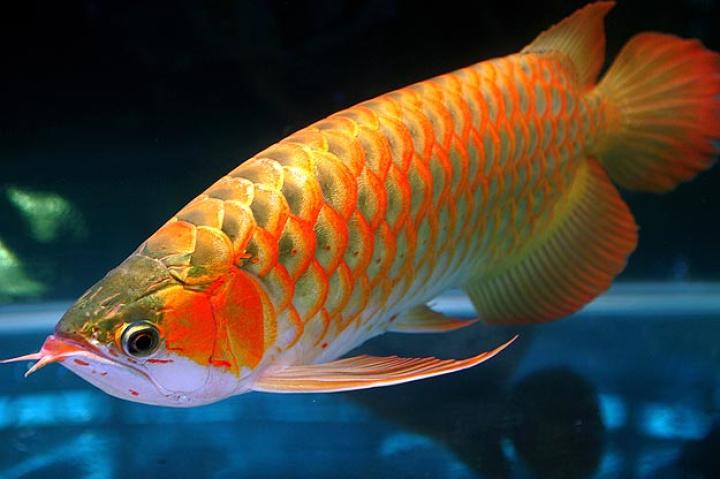 Arowana
