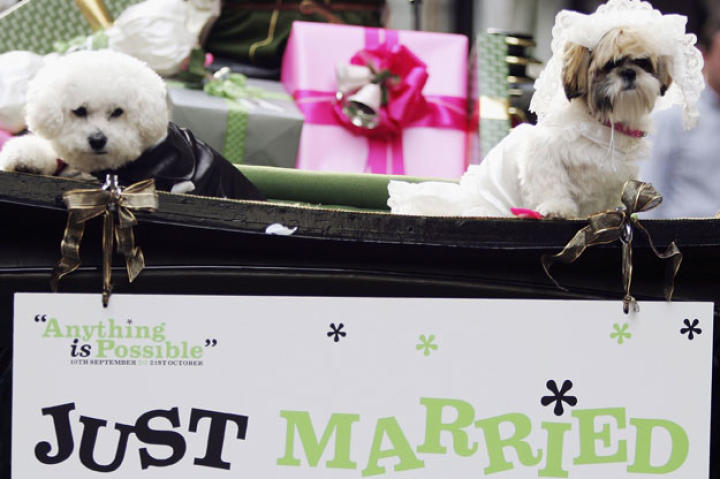 Not to be outdone with all the Royal Wedding fanfare, Animal Planet would like to offer this wedding gift to Prince William and Princess Kate -- the 10 Cutest Animal Wedding Photos. We hope that you enjoy them, too. London's Harrods department store hosted its first dog wedding in 2006 between Muffin, a Shih Tzu, and Timmy, a Bichon Frise, to promote their 'Anything is Possible' season.
