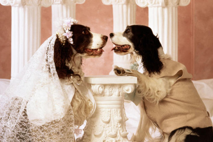 Springer spaniel bride and groom