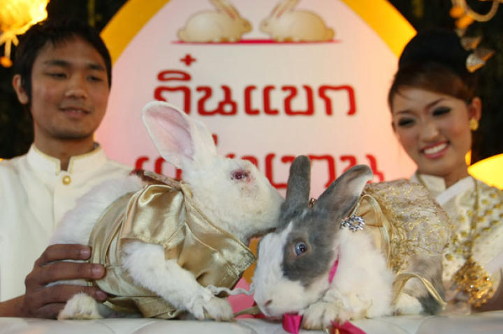 A pair of rabbits wed in a traditional Thai ceremony at an animal park on Chiang, Mai, northern Thailand on Valentine's Day 2011. The event may have doubles as a Chinese New Year celebration as 2011 marked the Year of the Rabbit.