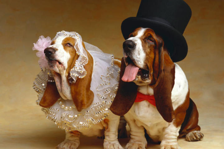 A Basset hound bride and groom