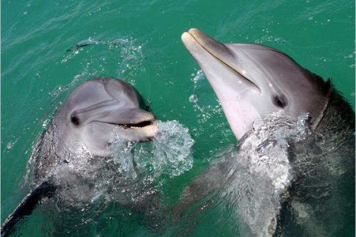 Bottlenose Dolphins (Tursiops truncates)
Bottlenose dolphins are by far the most common breed of oceanic dolphins. They live all over the world in warm waters and are extremely social. The most well-known of the dolphins, bottlenose dolphins are the first to get collected for water aquariums. Bottlenose dolphins are currently being killed in Taiji, Japan for their meat. There are four different types of bottlenose dolphins: the common, Pacific, Indo-Pacific and the Black Sea bottlenose dolphin.