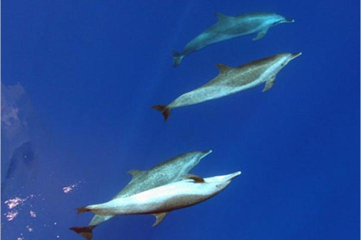 Pantropical Spotted Dolphins (Stenella attenuata)
Spotted dolphins are the second most common of all the oceanic dolphins. They are found in tropical and sub-tropical oceans and are often mistaken for bottlenose dolphins. Spotted dolphins often travel with schools of yellow-fin tuna, which can be dangerous for them. Between the 1960's and 1970's, fishermen often used purse seine nets to catch tuna, capturing spotted dolphins incidentally in the process. In 1972, the United States enacted regulation laws in order to prevent the killing of spotted dolphins by tuna fisheries. Pantropical Spotted Dolphins are currently being killed in dolphin drives in Japan.