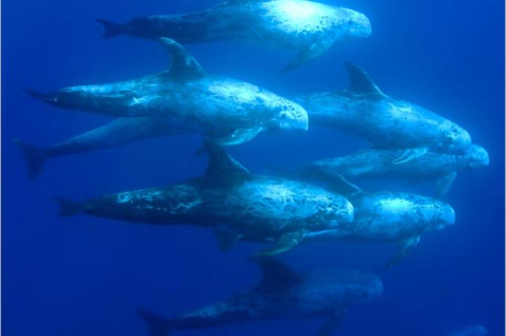 Risso's Dolphin (Grampus griseus)
Risso's dolphin is the only species of dolphin that is found in the genus Grampus. They were named after the man who first described them, Antoine Risso, in the 1800's. Risso's are found worldwide in temperate and tropical waters, usually far below the surface. Risso's dolphins are currently being killed in dolphin drives in Japan.