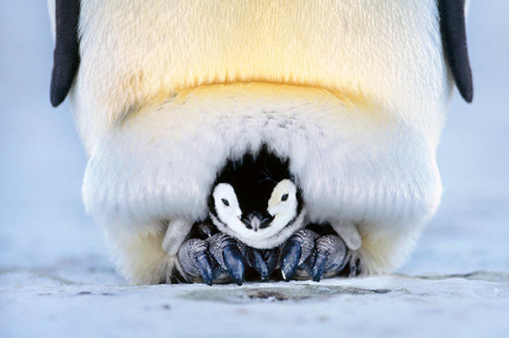 Emperor Penguin