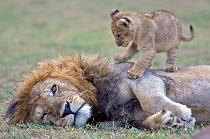 Lions