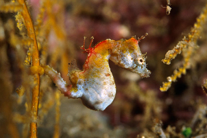 Seahorses