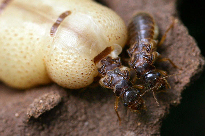 Termites