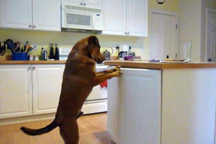 Rufus helps himself.