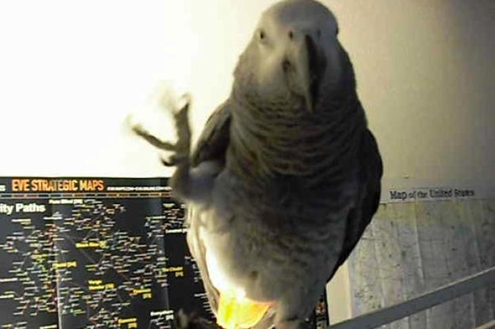 Mardi bad bird offers a slightly rude gesture.