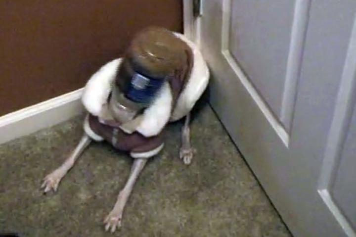 Hogging the peanut butter has its consequences.