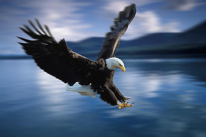 Bald eagle diving for a catch. Tongass National Forest, Alaska