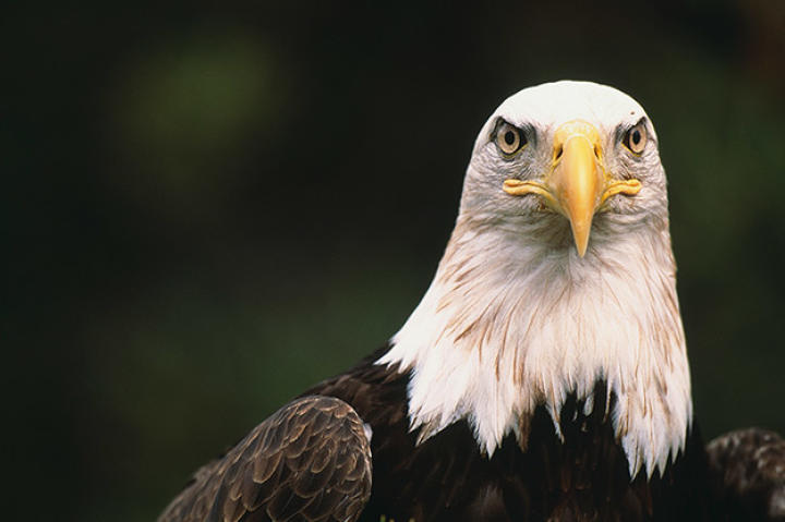 Bald eagle perched in a tree.