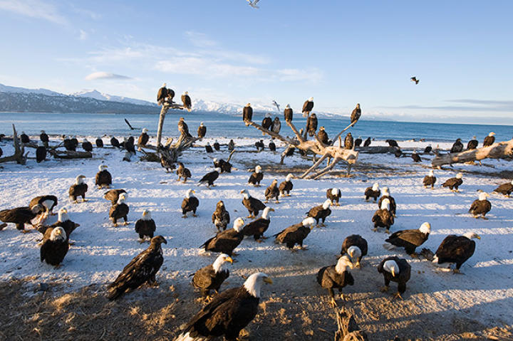 Bald eagles on beach in Homer, Alaska