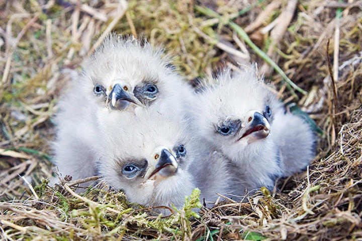 Three bald eagle chicks in nest. Katmai National Park and Preserve, Alaska
