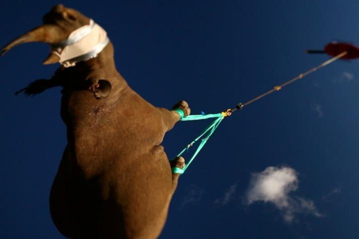 Led by the World Wildlife Fund's Black Rhino Range Expansion Project, nineteen sedated black rhinoceroses were airlifted out of an area in South Africa this last week. Weighing up to 3,000 pounds each, the rhinos spent about 10 minutes upside down in the air en route to their new, safer home in the Limpopo Province in South Africa.
Photos by Green Renaissance/WWF