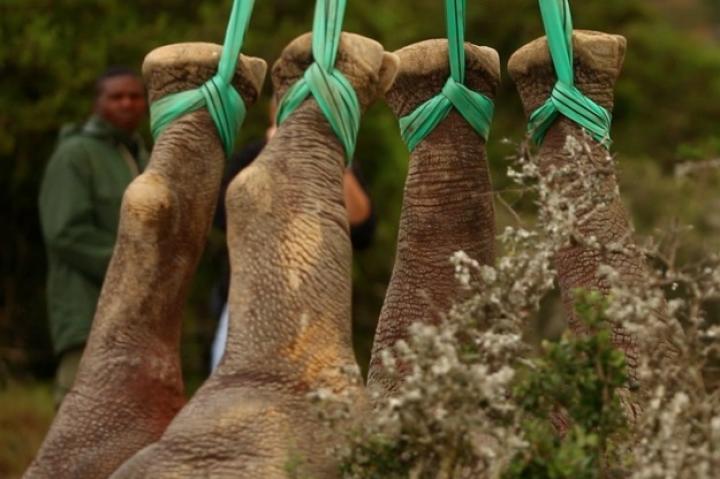 Photos by Green Renaissance/WWF