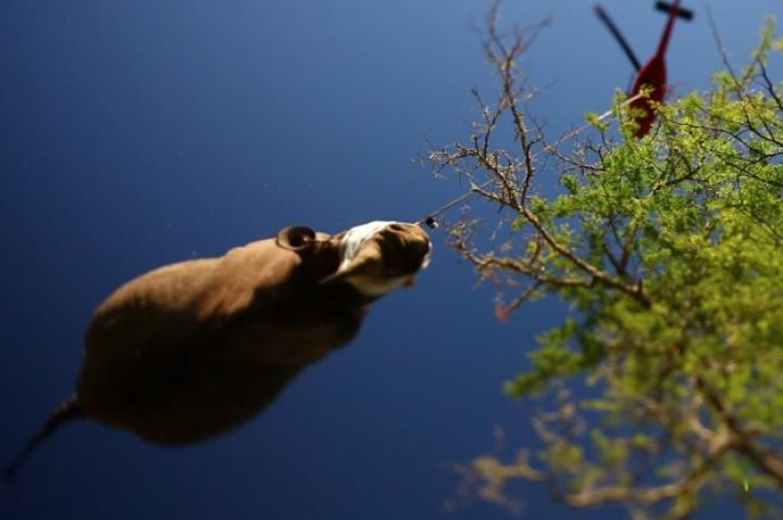 Photos by Green Renaissance/WWF