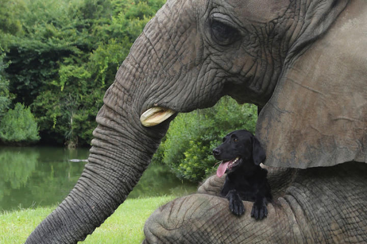 And, meet Bubbles the elephant.