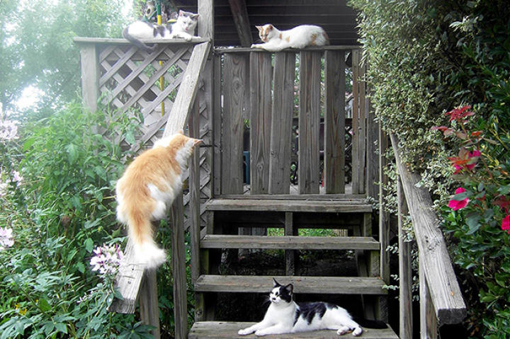 Sue Craig’s house has more than 30 cats - here are just a few of them.