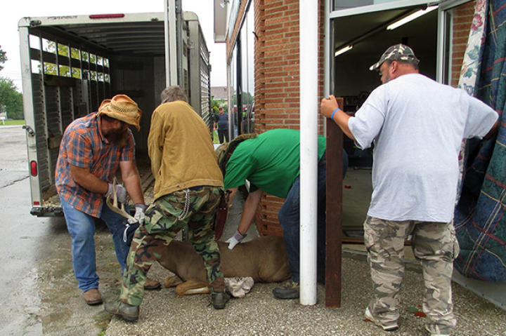 Team Turtle manages to catch Chuck the Buck and they load him into the truck.