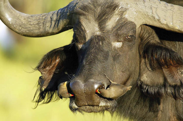 Cape buffalo are herbivores and depend on grass as their dietary staple. Because the buffaloes do not have many predators, the availability of grass regulates the buffalo population more than anything else.