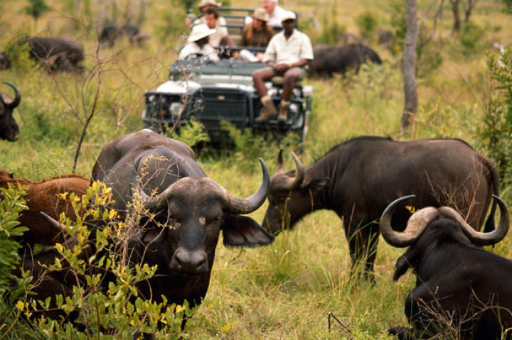 Humans are the Cape buffalo's biggest threat. A herd of Cape buffalo can become extremely dangerous when threatened.