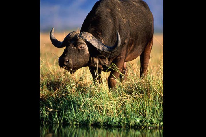 Cape buffalo live in the savannah woodlands and plains, and are never more than one day's walk from a water source.