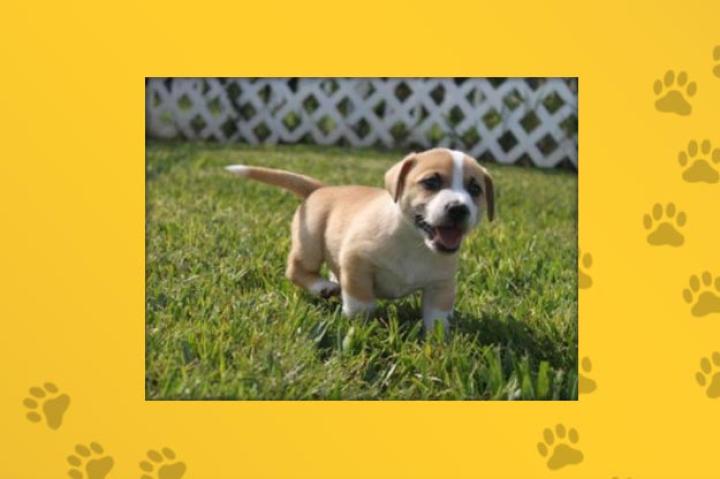 Name: Chance
