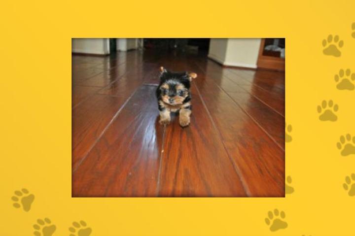 Name: Chikita