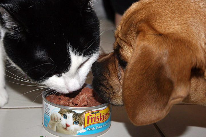 It's Polite to Share - Victor and Lucy: Submitted by Michael -"These are some photos taken from our cat, Victor's, birthday. We gave him a can of cat food with a candle in it, but the other fun part was our puggle, Lucy, was there. Lucy is 5 months old and was having so much fun. She even sat at the table to watch Victor open presents. At one point Lucy got in on the "birthday cake," and that was a Kodak moment as well. Hope you all enjoy the photo of Lucy and Victor."
