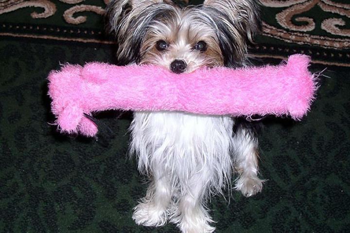 Big Toy, Little Mouth - Cousteau: Submitted by Edi -"This is my puppy who was patiently waiting for me to be ready to play! I think he is absolutely adorable, but then who am I ....just his Mom! His name is Cousteau- named after Jacques Cousteau, because Cousteau is my little explorer. :-) He is 13 months old and is extremely smart. He loves to play and especially loves to pose for pictures! His breed is Shorkie ( 1/2 Shitzu 1/2 Yorkshire Terrier)."