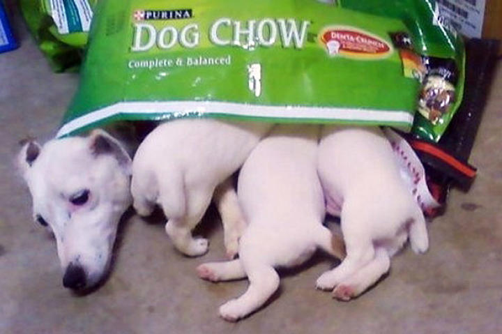Eat and Sleep - Daisy and Pups: Submitted by Tiffany -"Daisy (Jack Russell) with her 3 male pups - 1-month-old - hanging out in the dog food bag."