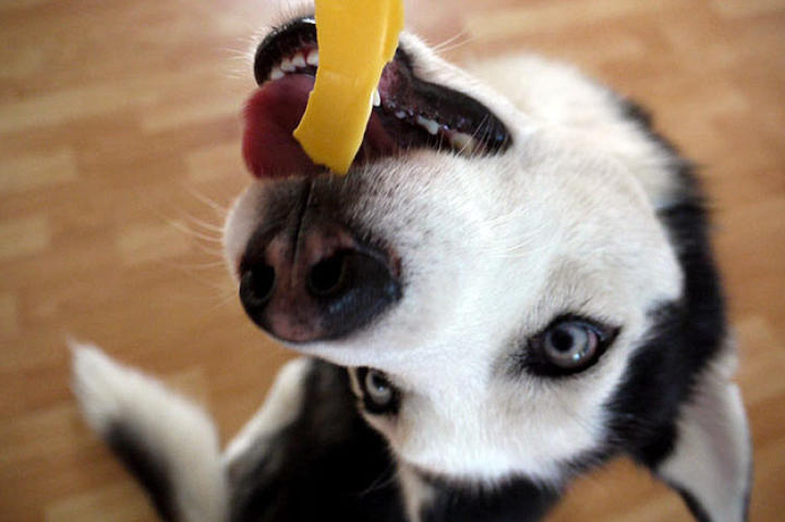 Upside-Down Dog - Nietszche: Submitted by Tiffany -"He is a 2 year old Siberian Husky, and his name is Nietzsche. He is a lovely and playful boy! He loves cheese much more than any other food!!!"