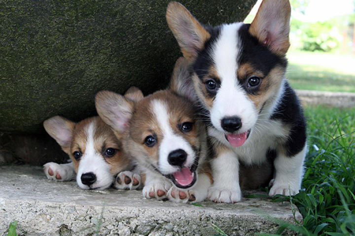 Corgi puppies
