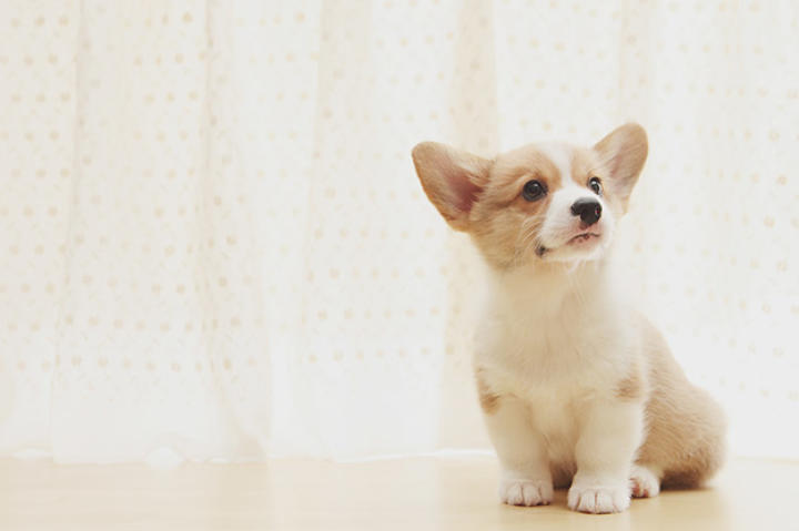 Corgi puppy