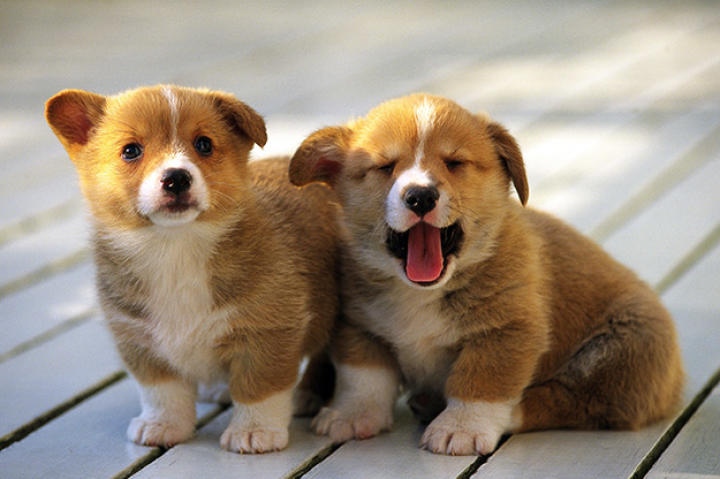 Corgi puppies