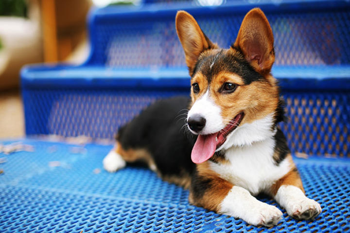 Corgi puppy