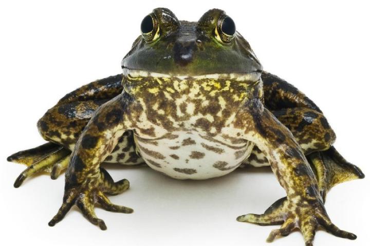In his new book "Curious Critters," David FitzSimmons gives us a unique look at some of the common animals that we can find in our own backyard. Take a look at some of the beautiful portraits he captured in his book and learn where you can pick up your own copy.
American Bullfrog
