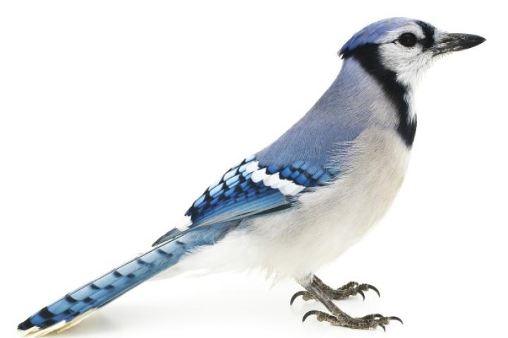 Blue Jay