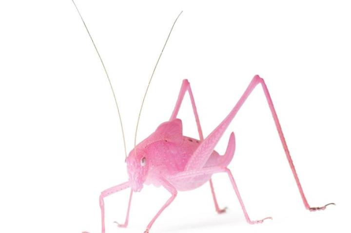 Bush Katydid