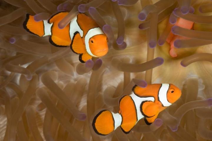 LiveScience.com took on the challenge of listing the top 500 cutest in the animal kingdom. We are sharing photos of their top 20 cutest in reverse order. Some may surprise you.
20. ClownfishiStockphoto/Thinkstock
