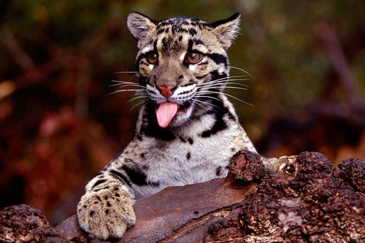 19. Clouded LeopardDLILLC/Corbis