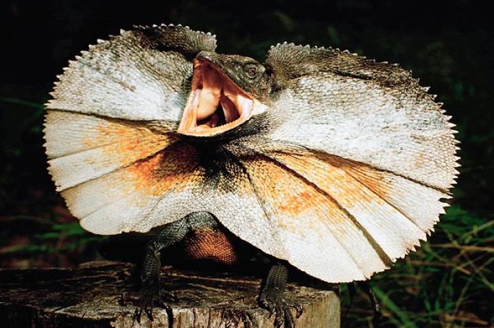 18. Frilled Neck LizardJoshua Ets-Hokin/Corbis