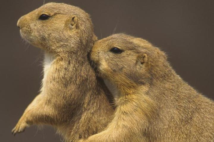 Top 20 Cutest Animals Pictures Animal Planet