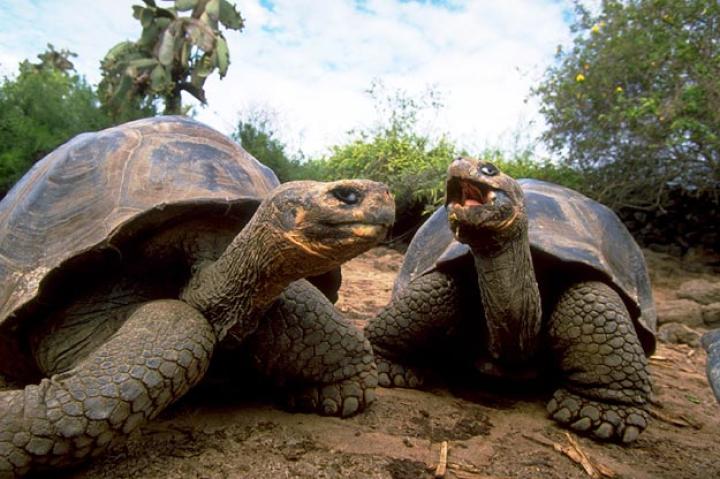 9. The Galápagos Tortoise
Tortoises are not known for living life in the fast lane. And the Galápagos variety is no exception. These land turtles move along at an extremely slow speed of 0.16 miles per hour (.25 kilometers per hour). To put it in context, you and I walk at an average speed of 2.8 miles per hour (4.5 kilometers per hour).
The Galápagos tortoises are native to the Galápagos Islands located 600 miles (965 kilometers) west of Ecuador in South America. They are the largest tortoises in the entire world, weighing more than 500 pounds (227 kilograms) and measuring up to 6 feet (1.8 meters) from head to tail. They can live more than 150 years.
In order to survive the dry, hot and humid seasons of the Galápagos Islands, these giant tortoises learned to live up to one year without eating or drinking. When they do eat, they chomp on foods that don't need to be watered regularly like cactus, fruits, grass, leaves, and vines. Their bodies are able to store food and water very well.
Unfortunately, this ability worked against their tortoise ancestors. Galápagos tortoise meat was the food of choice for pirates, hunters and whale hunters who made stops at the Galápagos Islands until the 19th century. Because the giant tortoises didn't need to eat regularly, sailors could bring these food sources on board their ships without having to worry about caring for them during long journeys.